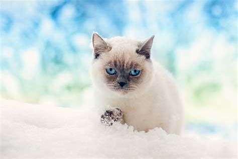 70 Siamese Cat On The Snowy Tree Stock Photos Pictures And Royalty Free