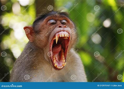 Macaque Monkey Widely Open Its Mouth And Showing Sharp Teeth Stock Image Image Of Macaca Baby