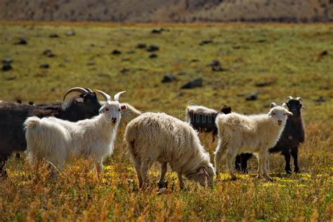 Domestic Goats In The Altai Mountains Stock Photo Image Of Altai