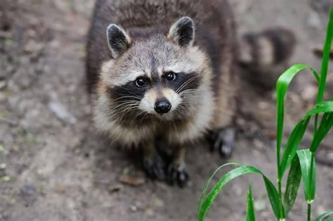 Premium Photo Raccoon In The Forest In The Natural Environment