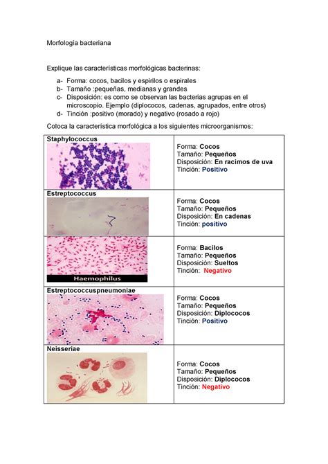 Morfologia Bacteriana Lab Microbiologia Utesa Studocu