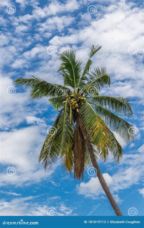 Coconut Palm Tree In Fiji Stock Image Image Of Branch 181019713