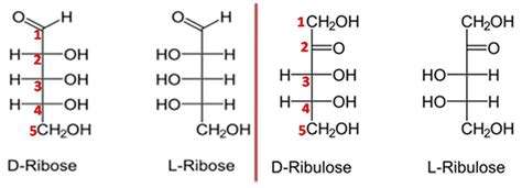 See How Ribose Is Different From Ribulose Different Reference Site