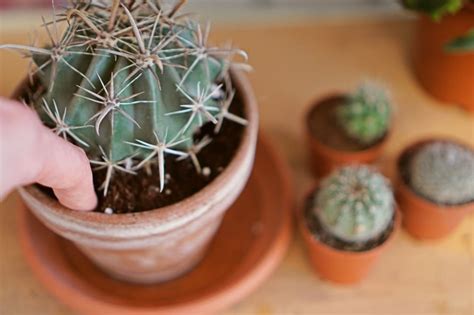 How To Propagate Cactus Pups Cactusway