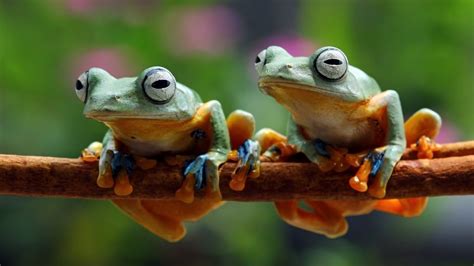 Can You Keep Multiple Tree Frogs Together Acuario Pets