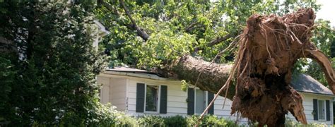 If you notice your palm tree dying, it could be because of your pruning technique. What to do With a Dead Tree in Your Yard | Supreme Tree ...