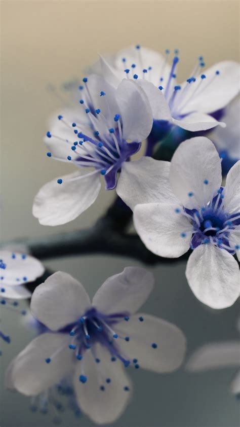 Free Hd Beautiful Blue Flowers Iphone Wallpaper For