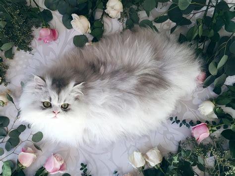 Silver Chinchilla Dollface Persian Kitty Cat In Roses Persian