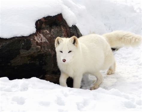 Free Picture Winter Animal Arctic Fox Hunting Ice Fox Nature