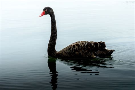 Cisne Espécies De Aves Infoescola