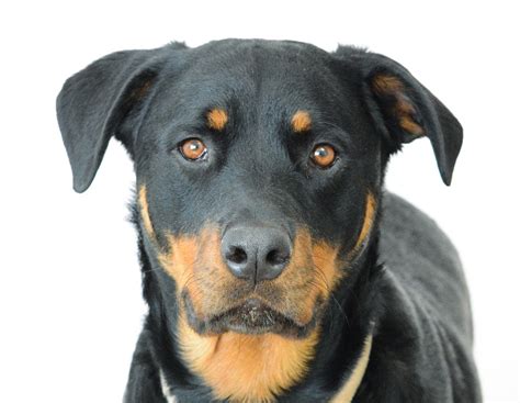 Rottweiler Cão Rosto · Foto Gratuita No Pixabay