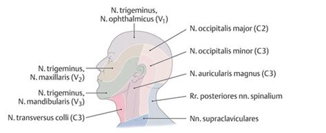 Plexus Cervicalis Nerven Im Halsbereich Karteikarten Quizlet