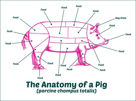 Pig Anatomy Diagram