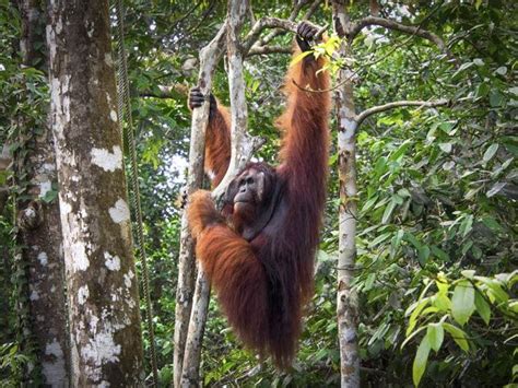Myth Or Fact Male Orangutans Believed To Be Sexually Attracted To Human Females