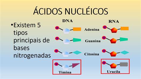 Função Dos ácidos Nucleicos