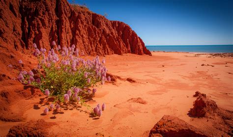 Check spelling or type a new query. James Price Point, Western Australia, where the red earth ...