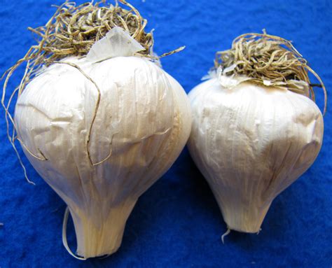 Waxy Breakdown On Garlic