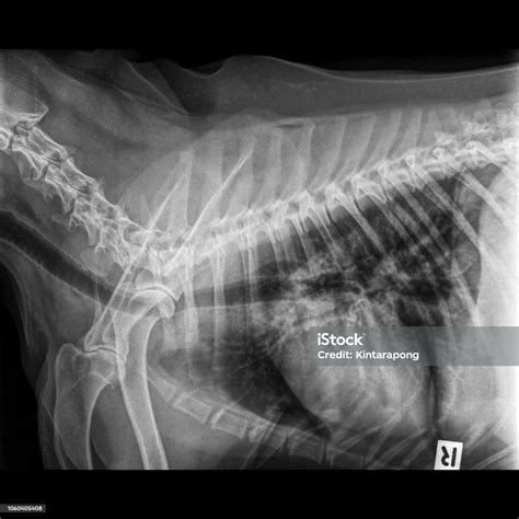 Xray Of Dog Lateral View Closed Up In Thorax Standard And Chest With