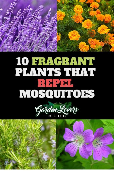 10 Fragrant Plants That Repel Mosquitoes Plants That Repel Bugs Plants
