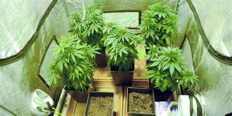 Unfortunately for some smokers 'skunk' has simply become another generic word for cannabis, but true skunk is a quite. 'Skunk' Cannabis Linked To Risk Of Psychosis