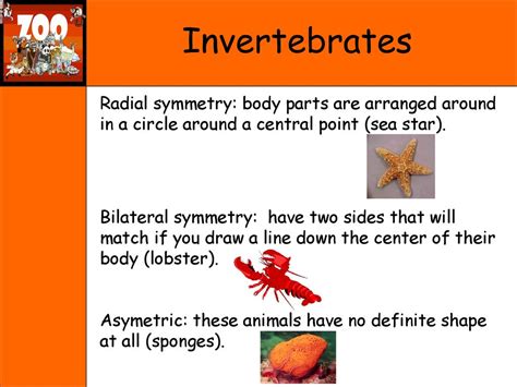 Vertebrates And Invertebrates Ppt Download