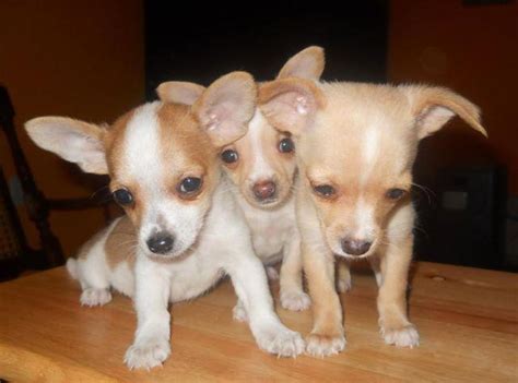Chihuahua Toy Male Puppies For Sale For Sale In Lakeland Florida