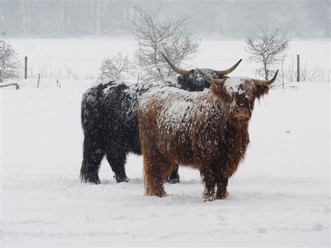 Highland Cattle In The Snow Schattige Dieren Dieren Dieren Fotos