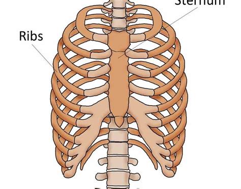 the anatomy of the ribs and the sternum and their relationship to chest my xxx hot girl