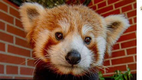 Kleiner Panda Im Zoo Dortmund Willkommen Süßer „chenpo“ Regional