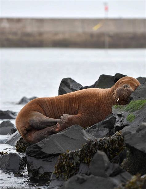 The Second Walrus Was Spotted Off The Coast Of The Uk Just A Month