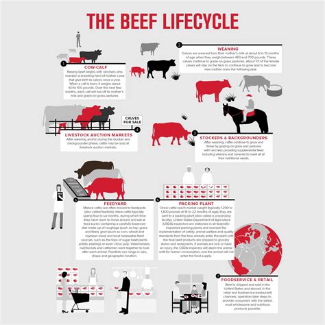 What Is The Life Cycle Of A Beef Cow Goody Pets