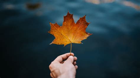 Download Wallpaper 1280x720 Maple Leaf Hand Autumn