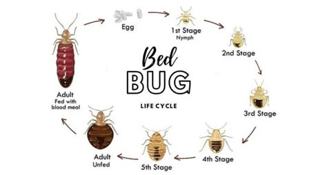 Early Signs Of Bed Bugs 10 Easy Indication Of Infestation