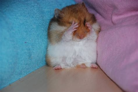 Psbattle A Sad Hamster Photoshopbattles