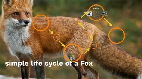 Simple Life Cycle Of A Fox By Monkey Ash