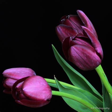Dark Purple Tulips By Ra Photography Redbubble