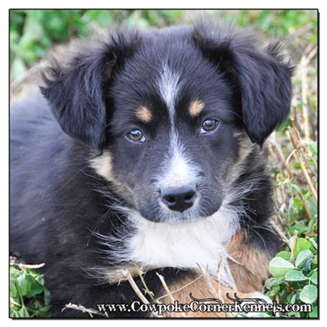 Available Mini Aussie pups | Australian shepherd, Australian shepherd training, Australian ...