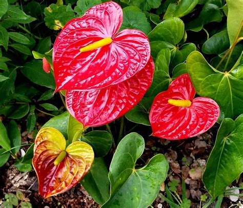Anthurium Plant The Complete Growth And Care Guide 2021 Unassaggio