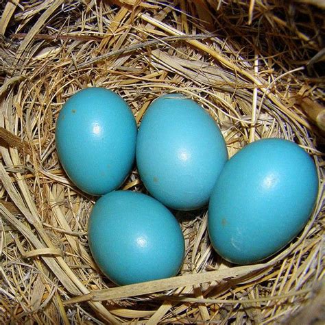 Robin Egg Blue Different Birds Bird Eggs Robins Egg