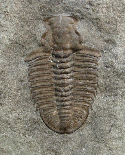 Bathyuriscus Haydeni Trilobite Trilobite Fossils Paleontology
