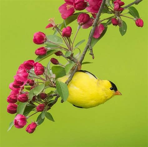 American Goldfinch Birds State Birds Audubon Society