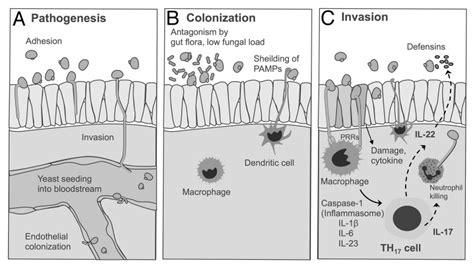 Pathogenesis And Host Immune Response To Invasive Candidiasis This