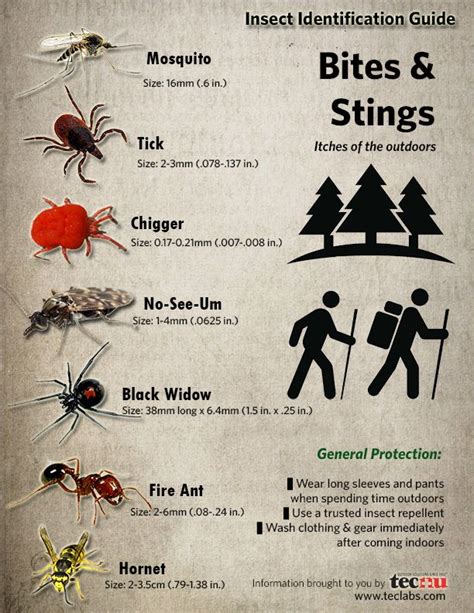 Infographic Insect Identification Guide Every Wonder Whats Biting