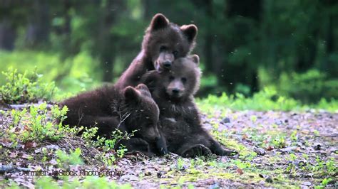 Baby Bear Cubs Playing In The Woods Youtube