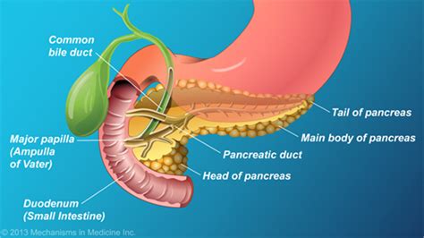 The Role And Anatomy Of The Pancreas