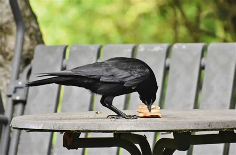 Are Ravens Smarter Than Crows Bird Avid