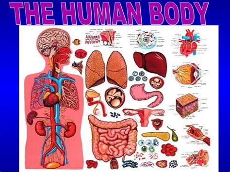 Anatomy And Physiology Of Human Body Ppt