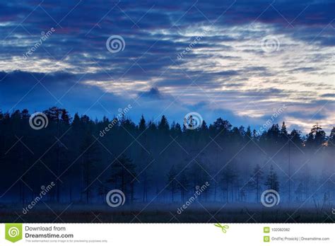 Magic Foggy Landscape Forest With Fog After Sunset Fall Landscape