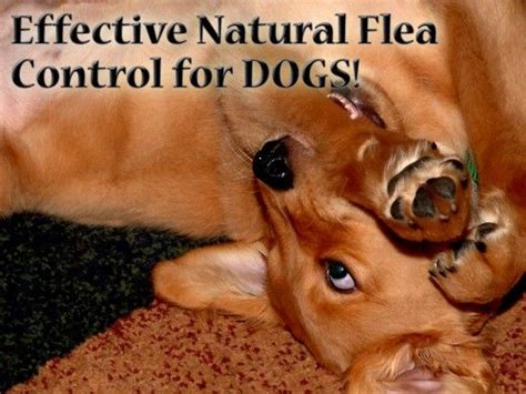 How To Treat Your Dogs Flea Infestation Naturally Flea Control For