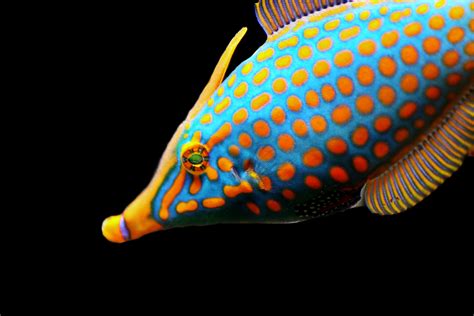 Free Images Ocean Diving Color Colorful Yellow Close Sea Animal